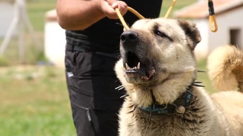 Angry Kangal Dog (Ralenti)