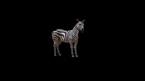 Zebra im Leerlauf