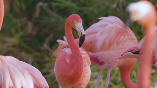 Flamencos rosados de cerca