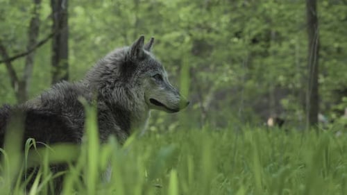 Wolf Watching Through the Green
