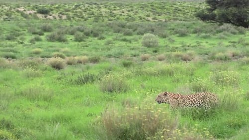 Panoramaaufnahme eines männlichen Leoparden, der durch die üppige, grüne Landschaft der Kgalagadi Transfront wandert