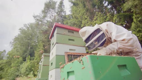 Closeup slomo of beekeeper in bee suit tending to hives with bees buzzing around