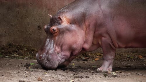 A hippo at the San Diego Zoo. A hippopotamus at the San Diego Zoo