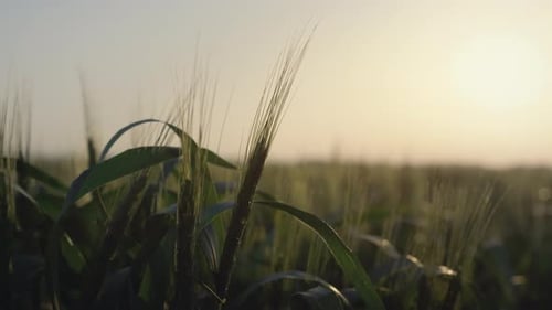 Sunset on Beautiful Wheat Field. Soft Sunlight Shine on Unripe Spikelets With