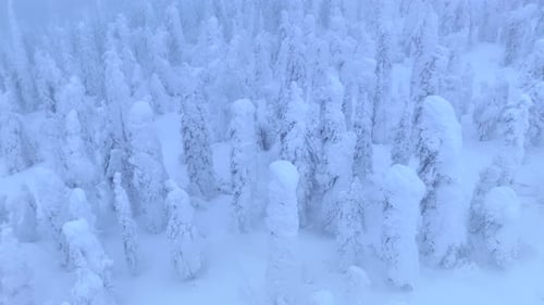 Aerial view of snow covered trees, United States.