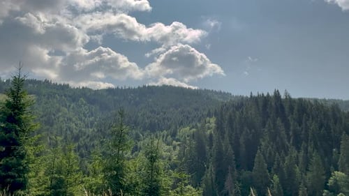 cinematic video from car of coniferous forest, mountain view, meadow and field,