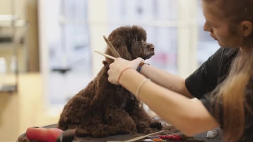 Poodle Getting Groomed by Woman with Clippers