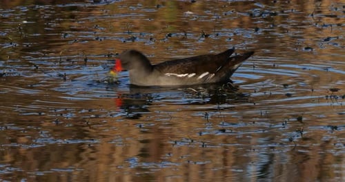 Common moorhen ((Gallinula chloropus), the Camargue, France
