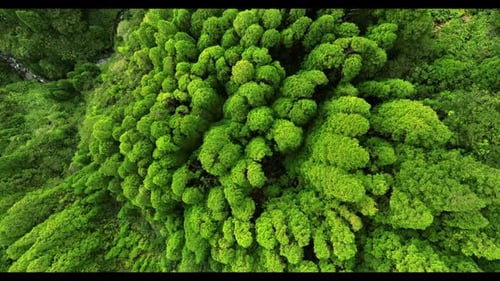 Perfect Green Forest Aerial Shot 2