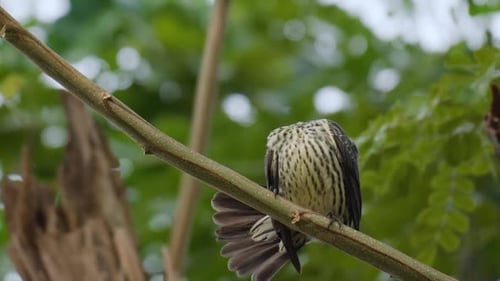 Unreifer asiatischer Glanzstar (Aplonis panayensis) peitscht und kratzt sich am Kopf mit sitzenden Beinkrallen
