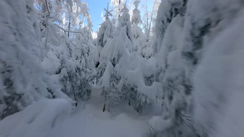 FPV Drone Flight Among Snowcovered Winter Trees in a Frosty Mountain Forest