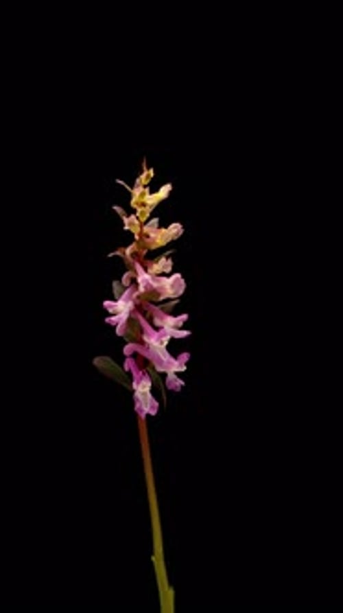 Lapso de tiempo de la flor de Corydalis floreciendo sobre un fondo negro: una escena macrobotánica que muestra delicadas