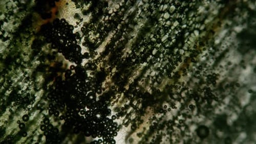 Microscopic Dark Bubbles Moving in Organic Fluid