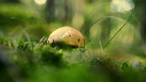 Hand harvesting mushroom in a forest