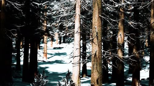 Sunset or Sunrise in the Winter Pine Forest Covered with a Snow