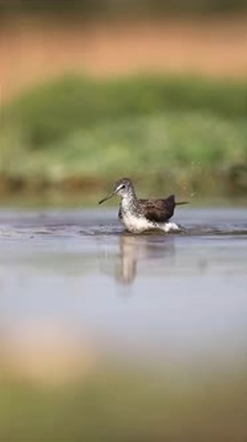 Refreshing Moment of Green Sandpiper Enjoying a Bath
