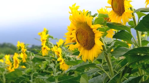 Child in a Sunflower Field Selective Focus