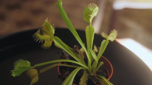 Venus Flytrap Catching a Fly