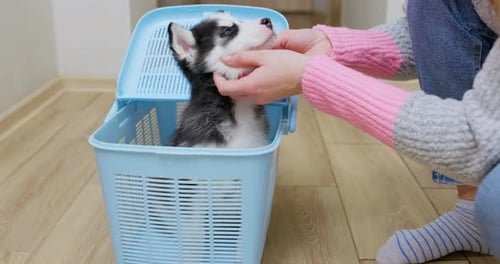 A Woman Pulls a Husky Puppy Adopted From a Shelter Out of a Portable Crate