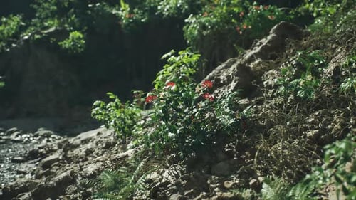 Fleurs vibrantes qui fleurissent sur un terrain rocheux près d'une rivière en Inde pendant la journée