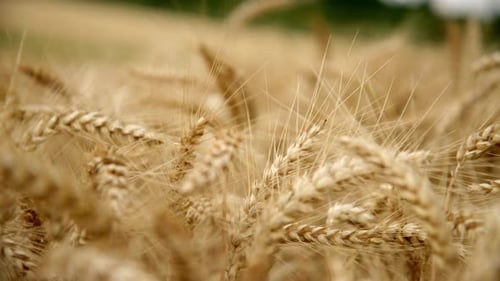 Wheat Field With Ripe Golden Ears During Harvest Season. Rack Focus Shot