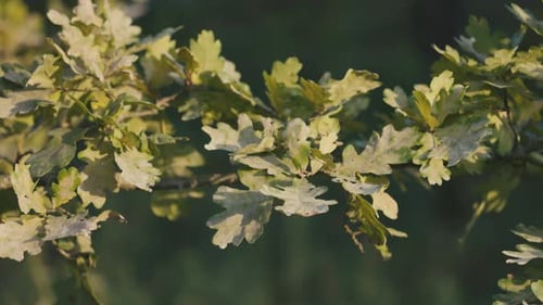 Close-up of green oak tree leaves on a branch in soft evening light. Detailed foliage texture