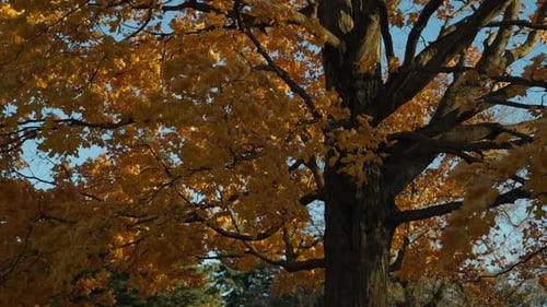 Tree with Golden Autumn Leaves Against Blue Sky