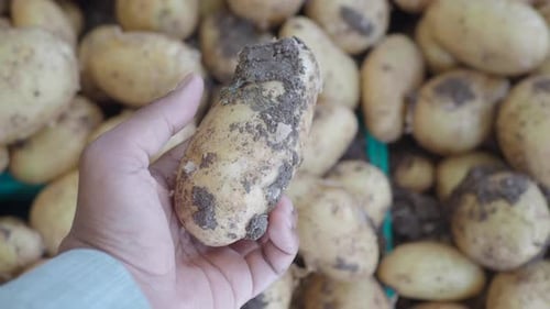 Pov Shot of Man Choosing Fresh Potato at the Store