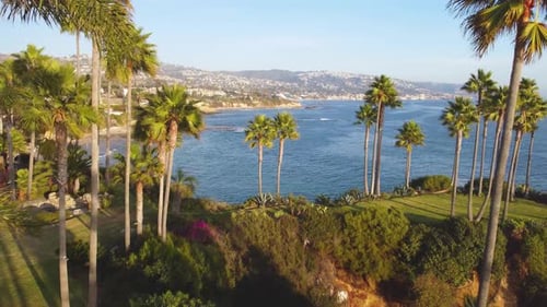 Palm Trees at Laguna Beach, Sunset. Orange County, Southern California Coast, USA. Drone of Shore
