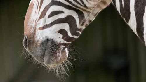 Zebra Head Close Up Showing Stripes and Whiskers
