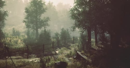 Misty Morning Walk Through a Serene Forest in Early Daylight Hours