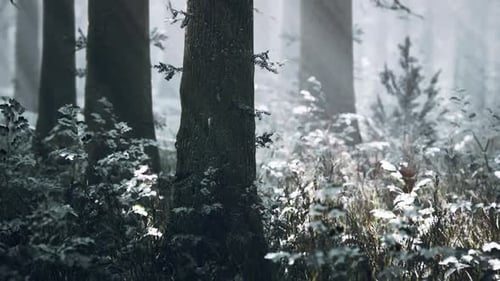 Sunset or Sunrise in the Winter Pine Forest Covered with a Snow