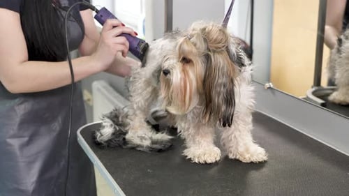 A Groomer Shaves a Dog's Fur with a Razor in a Barber Shop