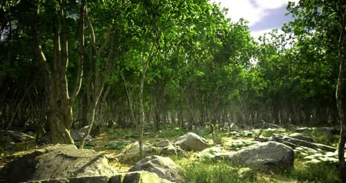 Lush Forest with Vibrant Foliage and Rocks Under Bright Skies