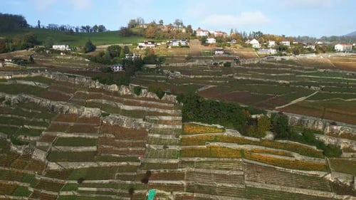 Scenic Aerial View of Terraced Vineyard Landscape