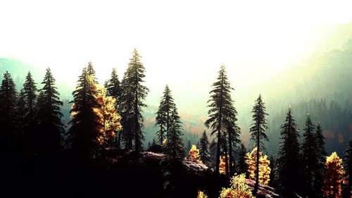 A Serene Forest with Towering Pine Trees