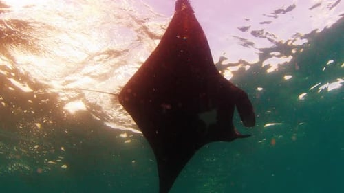 The Giant Oceanic Manta Ray Giant Manta Ray or Oceanic Manta Ray Mobula Birostris Swims in the Ocean