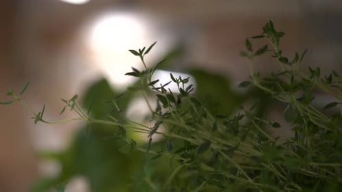 Indoor Plant Herb, Fresh Thyme, Tilt Down, Close Up Bokeh