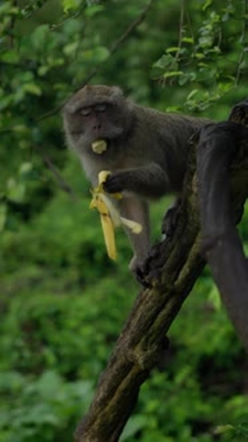 Un singe sauvage perché sur une branche d'arbre dans une forêt luxuriante tenant et mangeant habilement une banane