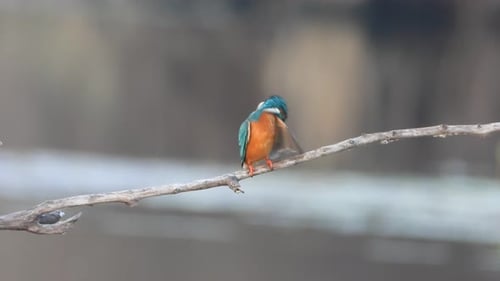 Kingfisher in pond area relaxing ..