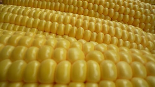 Fresh Corn 23
