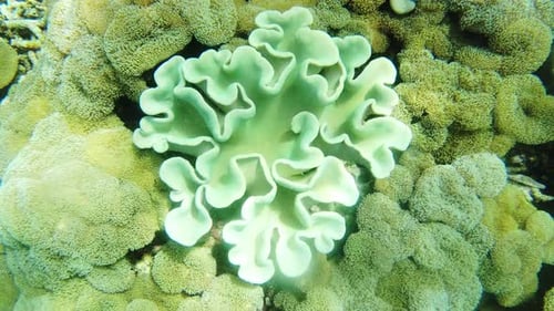 4k video footage of green Alcyoniidae corals in the reefs of Raja Ampat, Indonesia