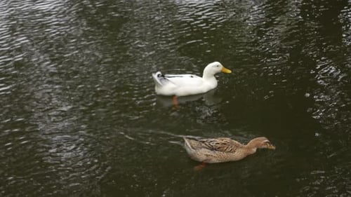 Cygne noir et canard blanc nageant ensemble dans un lac.