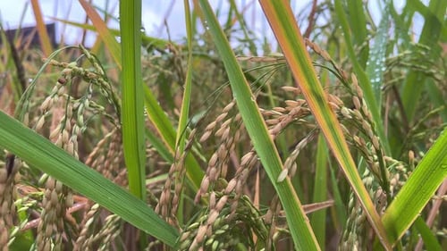 The ripe paddy is ready to be harvested. Rice field. Close up shot