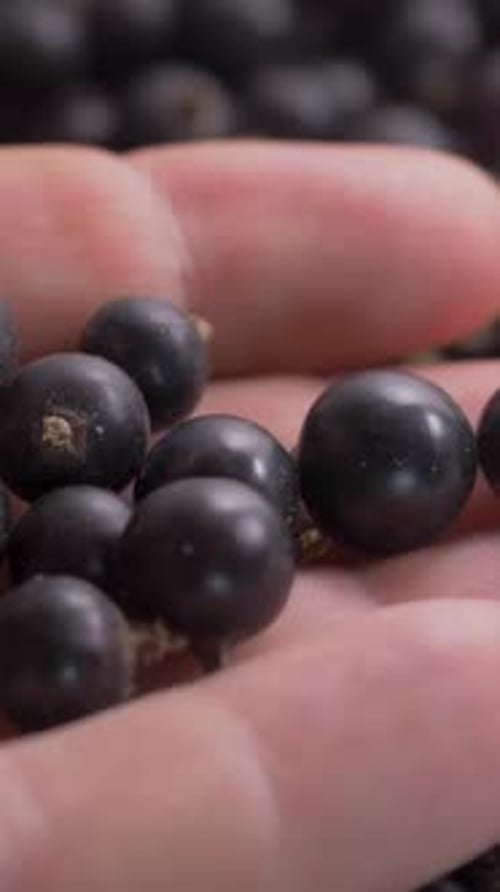Hand holds fresh black currants fruit close up
