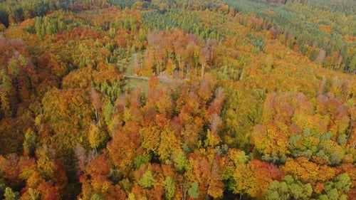 flying towards a mixed autumnal forest with a road during a sunny day