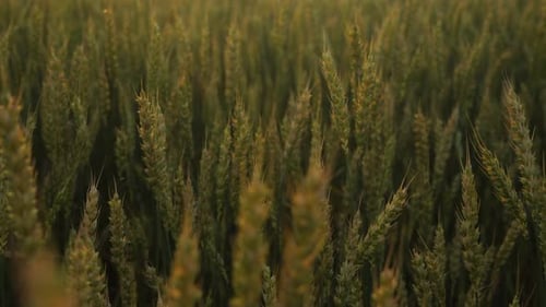 A Very Beautiful Cinematic Closeup with a Wheat Field During Sunset