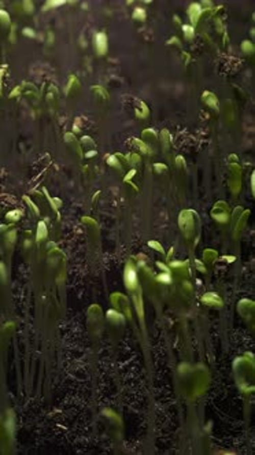 Seedlings Germinating in Soil Time Lapse