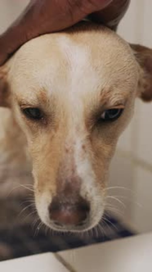 Close-up of a dog getting a bath