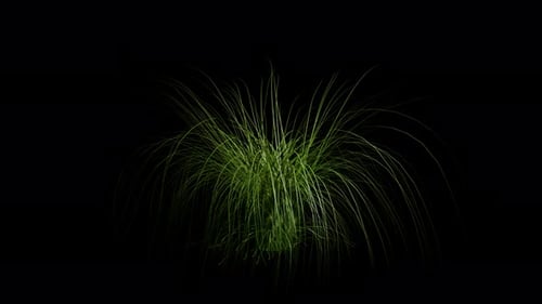 Pampas Grass Or Cortaderia Selloana D Grass Gently Blowing In The Spring Wind Animation